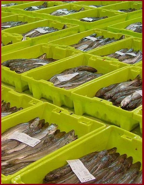 Imagen -   Industrias de la pesca